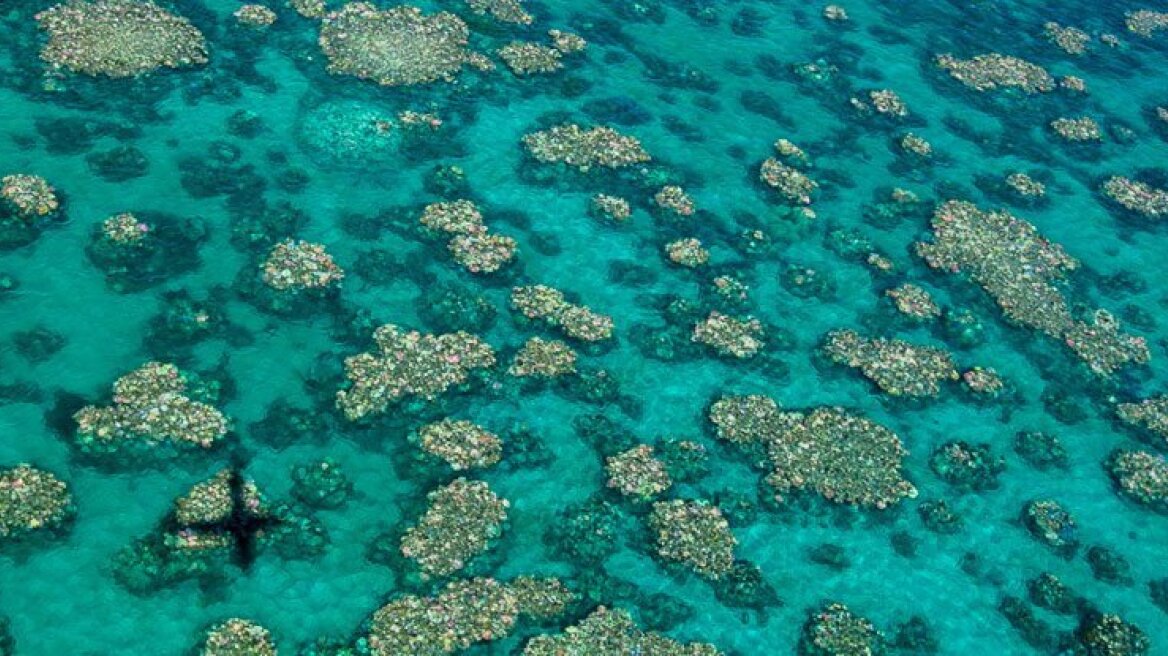 Scientists Warn: The Great Barrier Reef can no longer be saved by current efforts