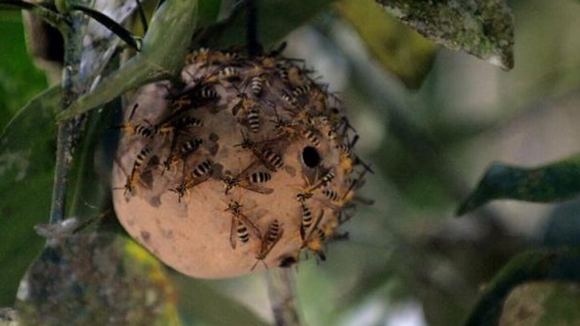 Really?!! Women warned against placing wasp nests in vaginas!!
