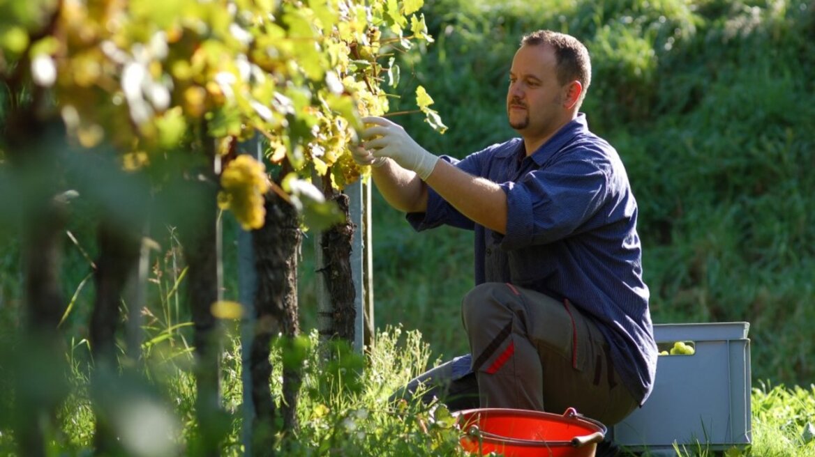 Την κατάργηση του ειδικού φόρου κατανάλωσης ζητούν οι οινοπαραγωγοί