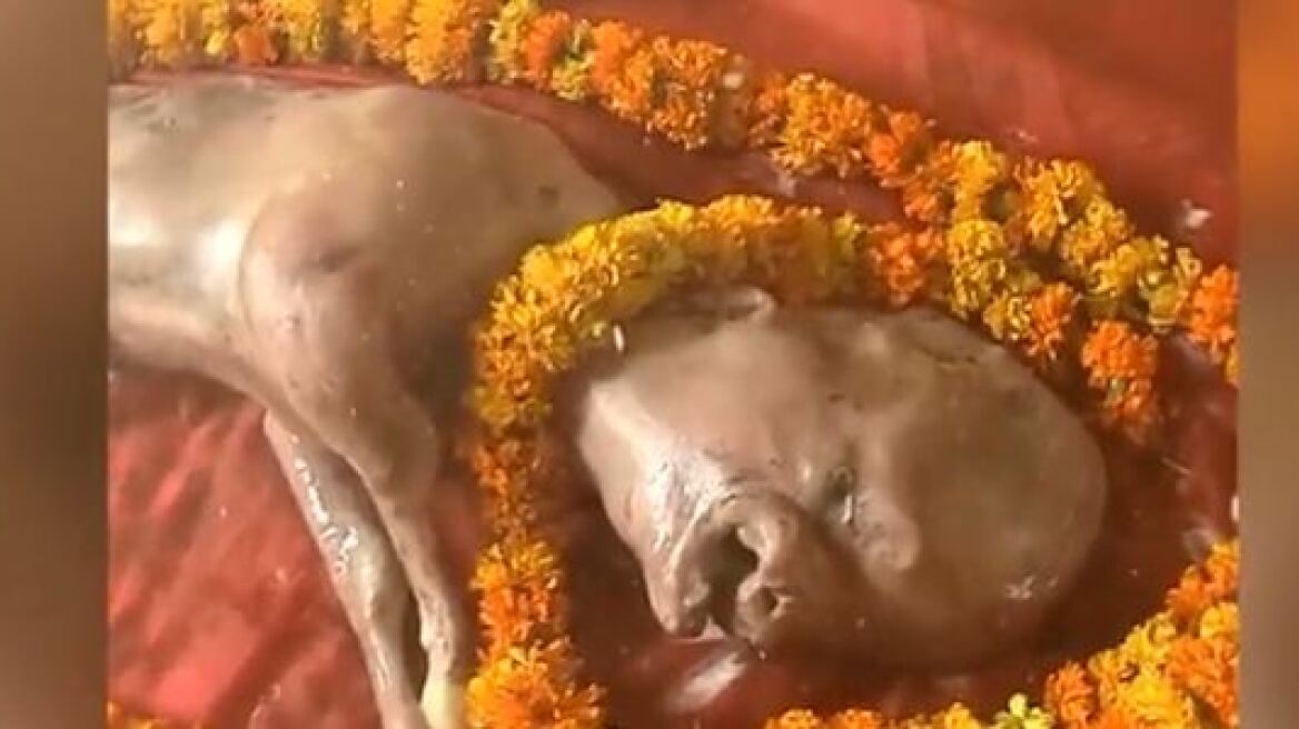 Βίντεο: Μοσχαράκι με «ανθρώπινο πρόσωπο» λατρεύεται ως ενσάρκωση του θεού Βισνού