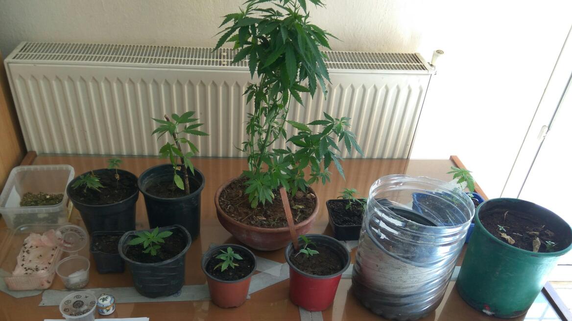 Χαλκιδική: Μετέφερε ολόκληρη… χασισοφυτεία με το Ι.Χ. του!