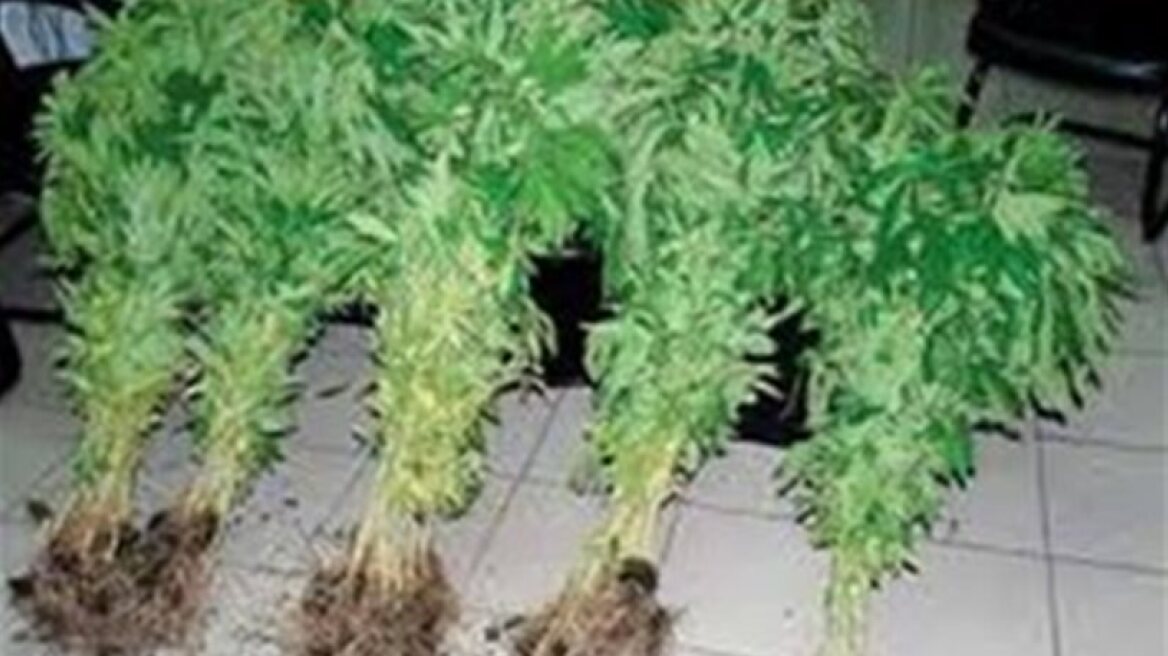 Χασισοφυτεία σε εγκαταλελειμμένο σπίτι στη Λέσβο