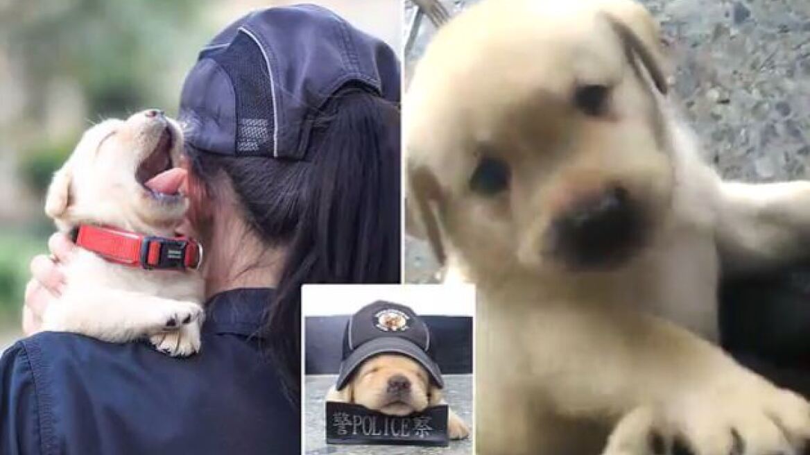 O πιο αξιαγάπητος σκύλος-αστυνομικός βρίσκεται στην Ταϊβάν - Δείτε φωτογραφίες