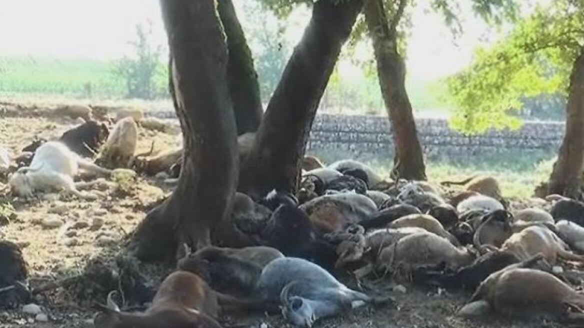 Κεραυνός σκότωσε ολόκληρο κοπάδι στα Άγραφα