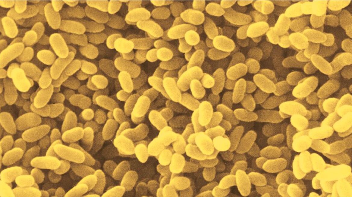 Επιστήμη: Έλληνας βιολόγος «διάβασε» χίλια γονιδιώματα μικροβίων