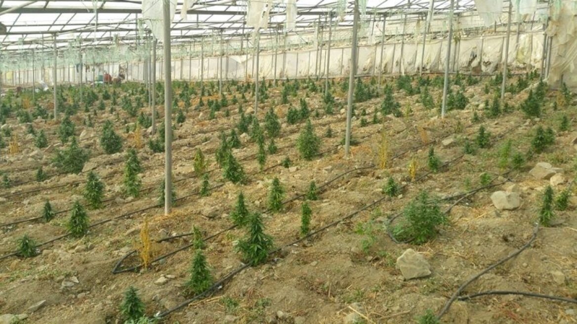 Ποινή 15 ετών για τα 906 χασισόδεντρα στην Ιεράπετρα