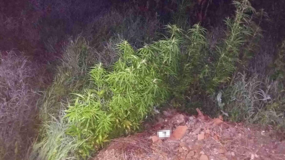 Ηράκλειο Κρήτης: Συνελήφθη 51χρονος Αλβανός αρχαιοκάπηλος και χασισοκαλλιεργητής