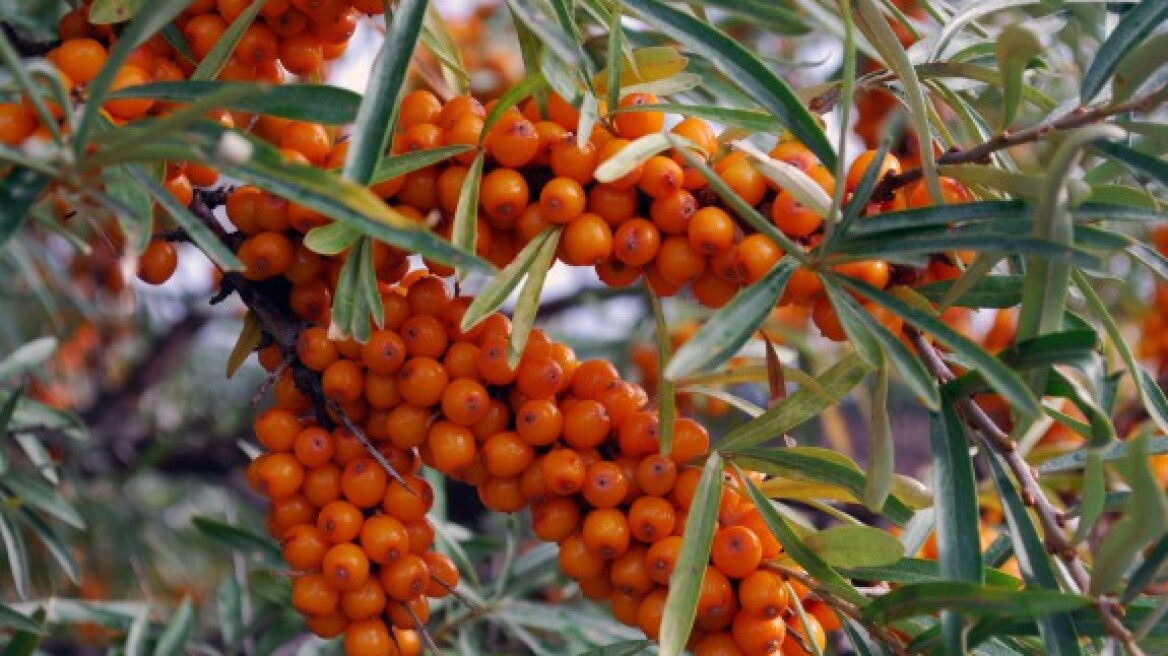 Κουίζ: Μπορείς να αναγνωρίσεις αυτά τα φρούτα;