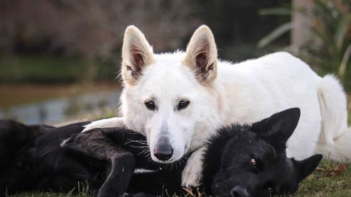  A different set of wedding photos!… (PHOTOS)