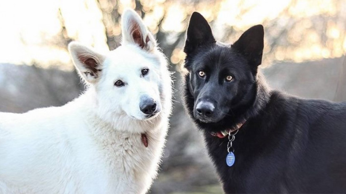 Γαμήλιες φωτογραφίες σε... άσπρο και μαύρο
