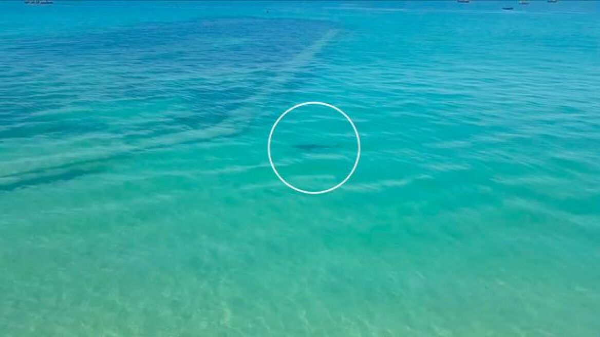 Βίντεο: Στη Βρετανία, οι καρχαρίες βγήκαν στην παραλία