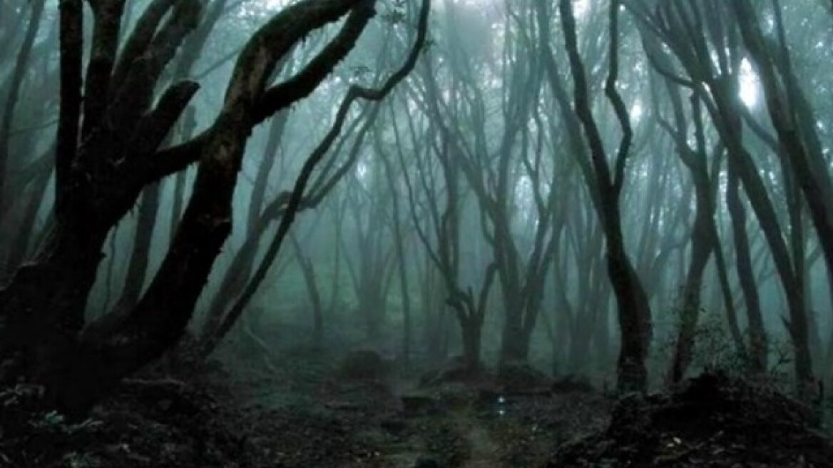 Creepiest forests in the world! (photos)