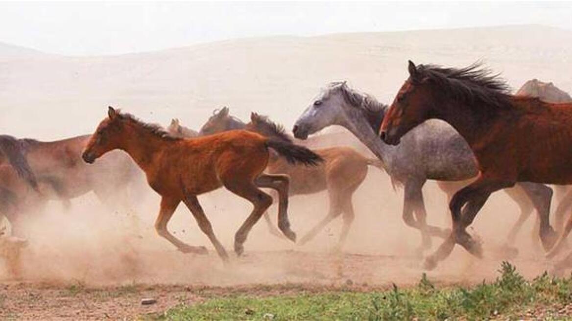 Τετρακόσια άγρια άλογα καλπάζουν στην Καπαδοκία 