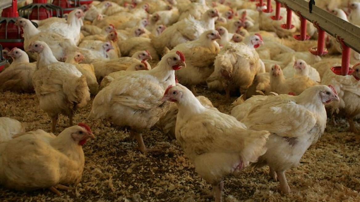 Εξώδικα σε στάνες και κοτέτσια για τα παλιά δάνεια της ΑΤΕ με την εγγύηση του Δημοσίου