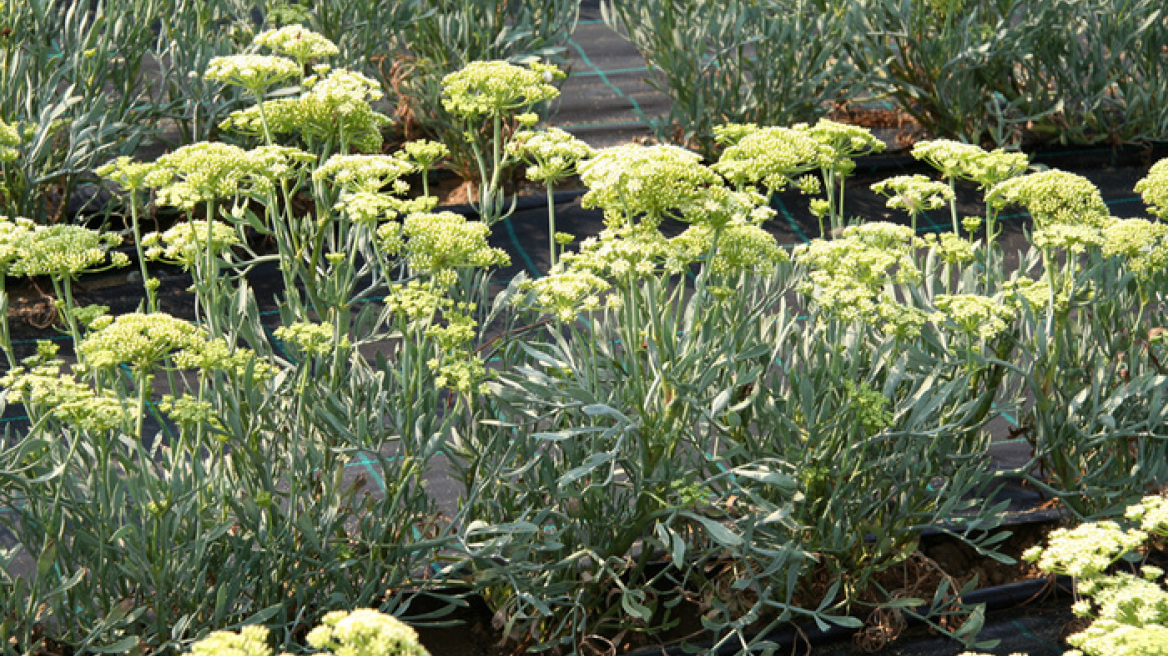 Ελληνοαλβανικά σύνορα: Οι Αλβανοί «λυμαίνονται» τα σπάνια βότανα της χώρας μας