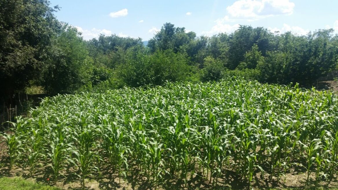 «Δάσος» από χασισόδεντρα σε αυλή σπιτιού στις Σέρρες