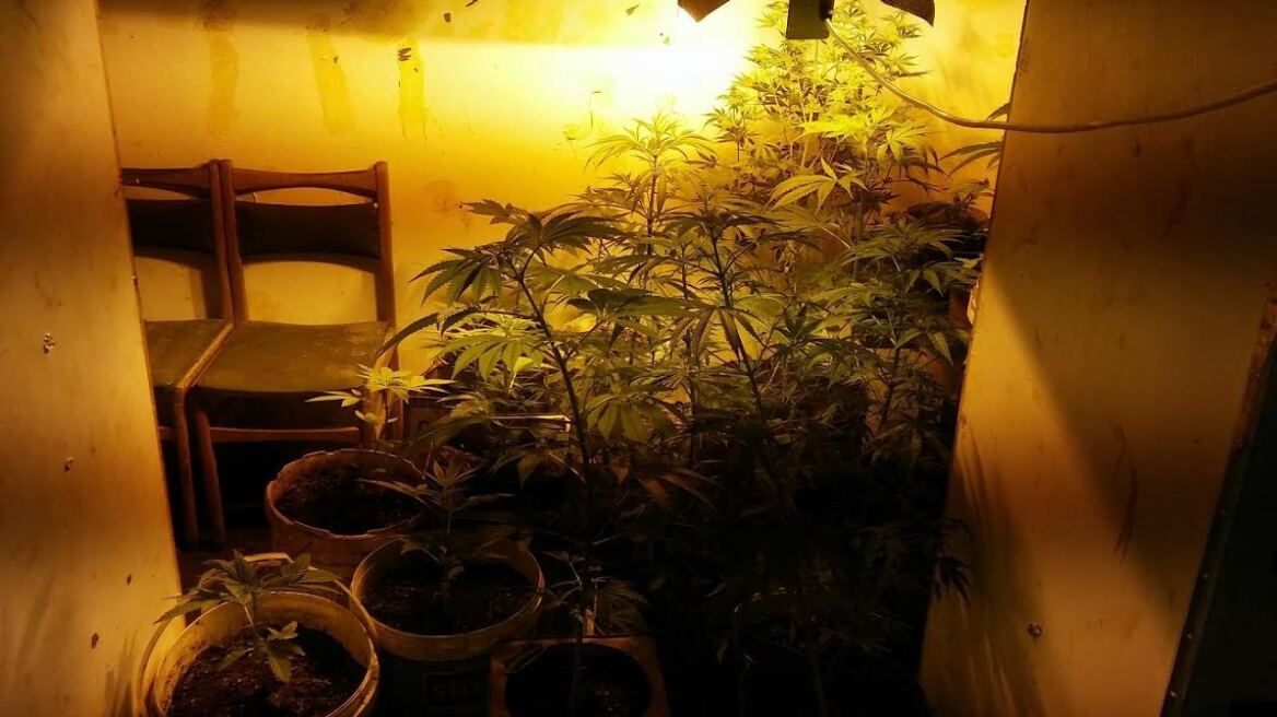 Μεγάλη φυτεία υδροπονικής κάνναβης στη Μάνη