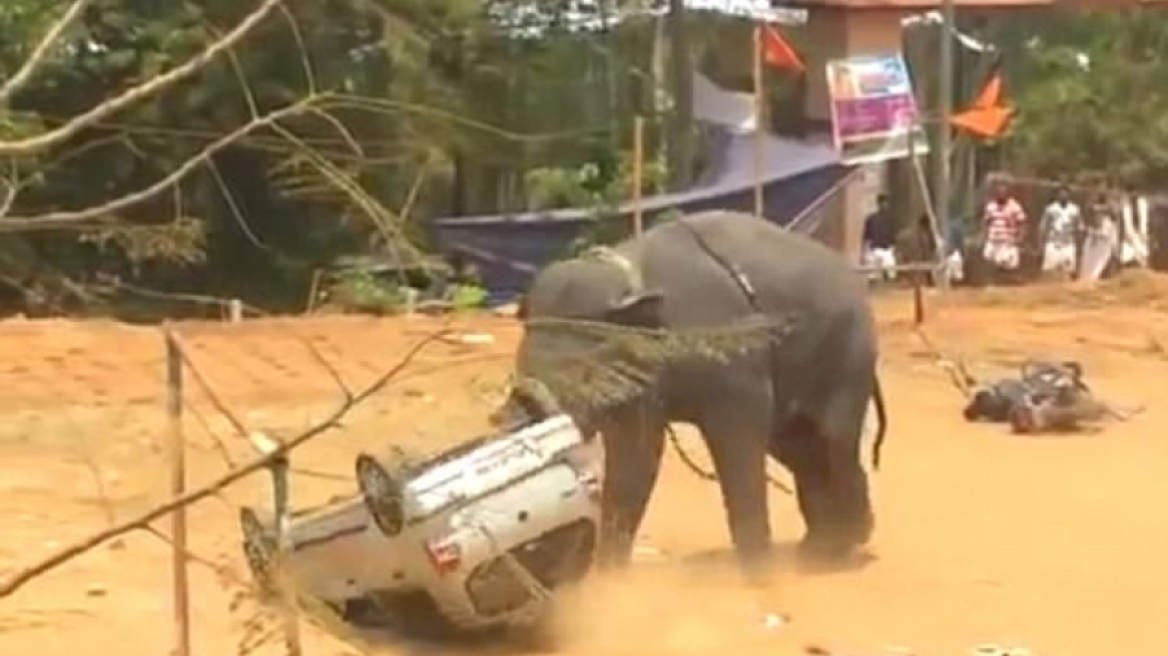 Ελέφαντας στα πρόθυρα νευρικής κρίσης