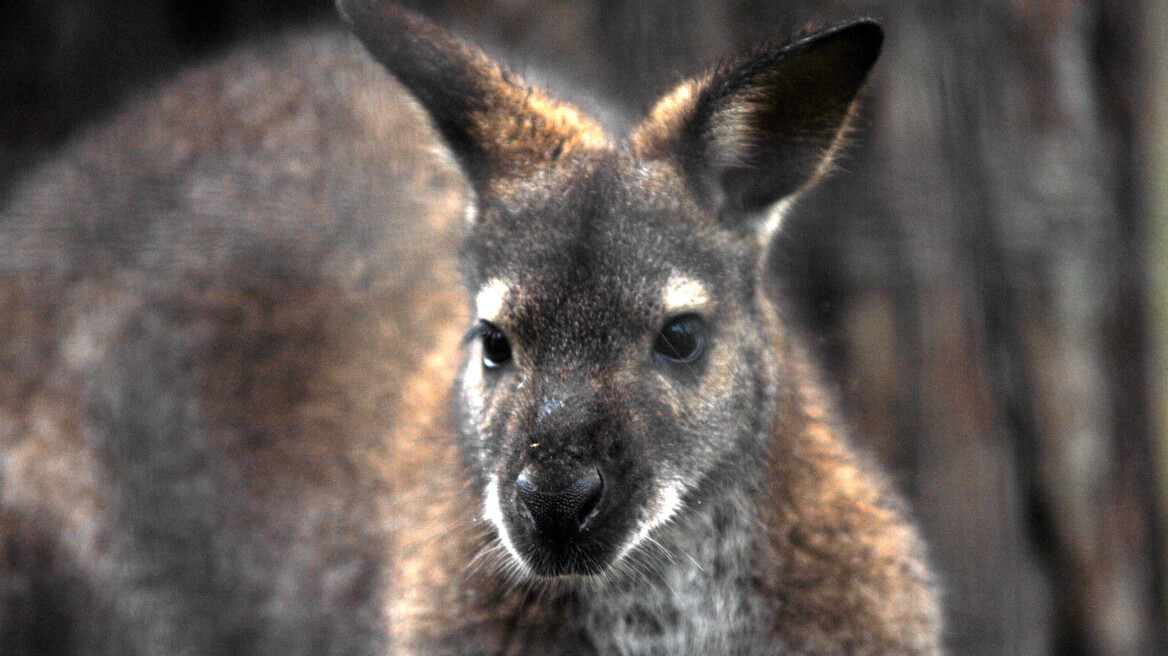 Φρίκη στην Αυστραλία: Σκότωσαν καγκουρό και του έβαλαν να κρατά ένα ελληνικό ούζο