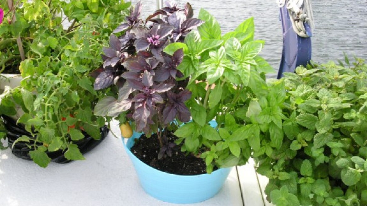 Αντίο κουνούπια με μυρωδικά από το παρτέρι μας