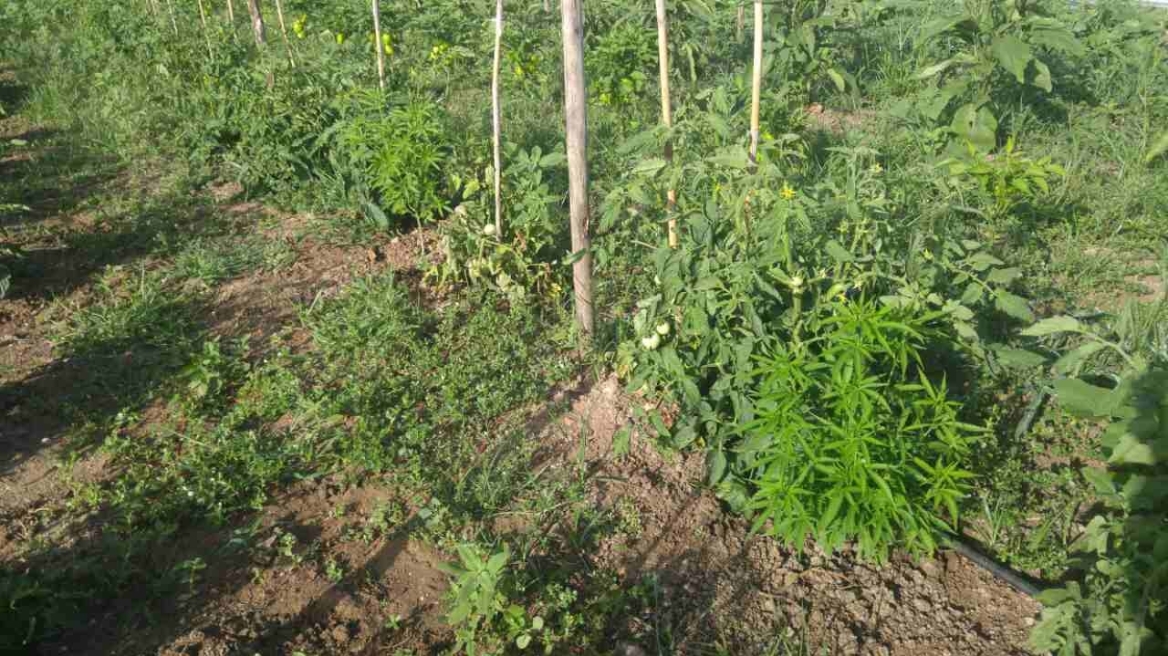 Συνελήφθη 60χρονος στο Κιλκίς για 55 δενδρύλλια κάνναβης