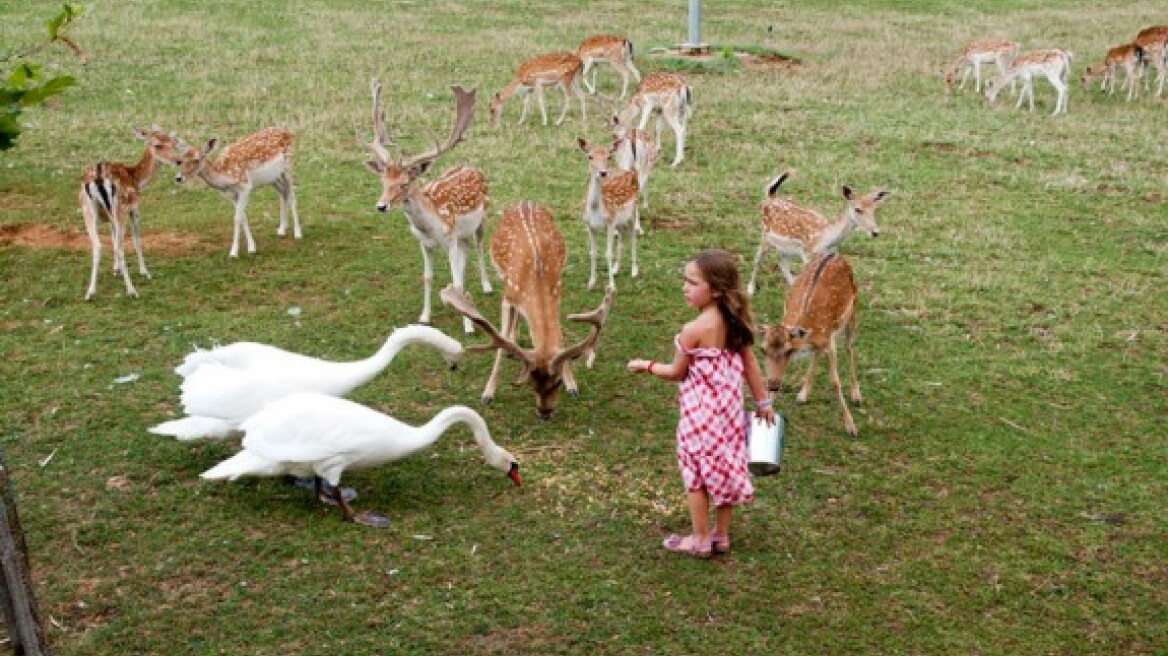 Αγρόκτημα Παπάκια: Ένας παράδεισος για μικρούς και μεγάλους
