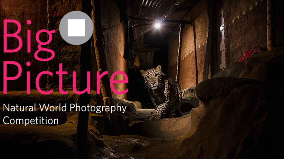 Οι καλύτερες φωτογραφίες από την άγρια φύση (φωτογραφικό αφιέρωμα)