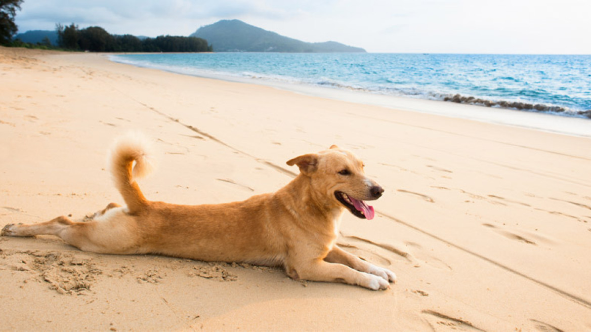 (ΠΡΟΣΟΧΗ)!! Τα 5 πράγματα που πρέπει να προσέχουν οι ιδιοκτήτες σκύλων το Καλοκαίρι!
