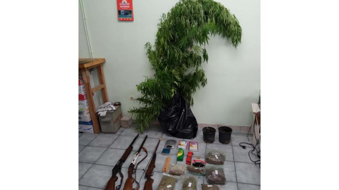 Θερμοκήπιο με χασισοφυτεία και όπλα στη Σαντορίνη