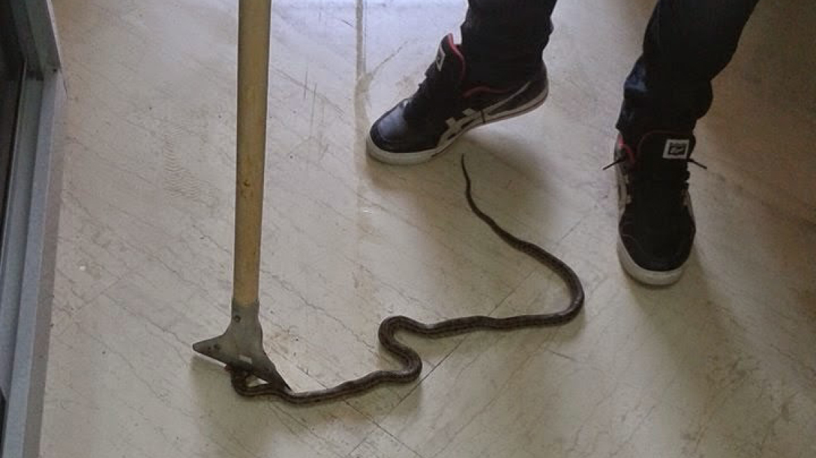 Κοζάνη: Βρήκαν φίδι μέσα σε κατάστημα με παιδικά ρούχα! 