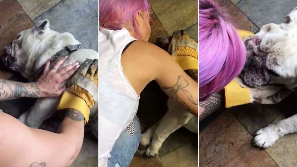 Μοντέλο έκανε CPR στο μπουλντόγκ της