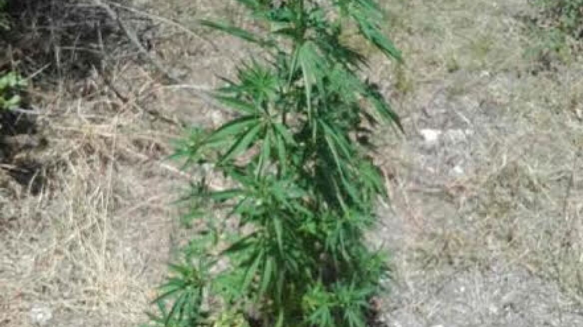 Χασισόδεντρα και όπλα σε αποθήκη στην Πάτρα