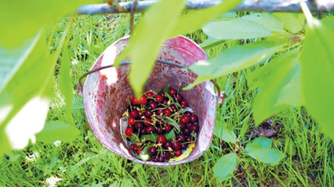 Η εποχή του κερασιού στην Αγιά Λάρισας