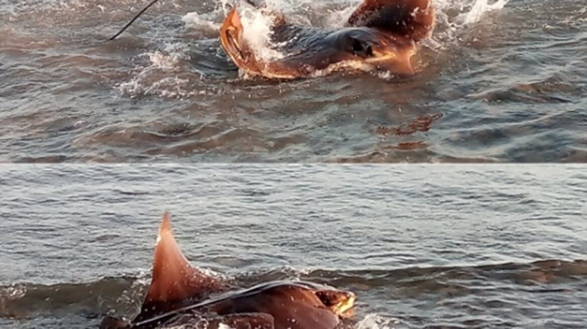 Large ray seen in Alexandroupolis