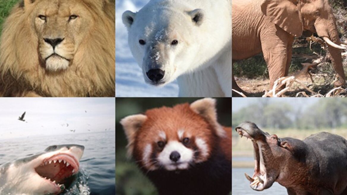 30% of animal species face extinction, report suggests