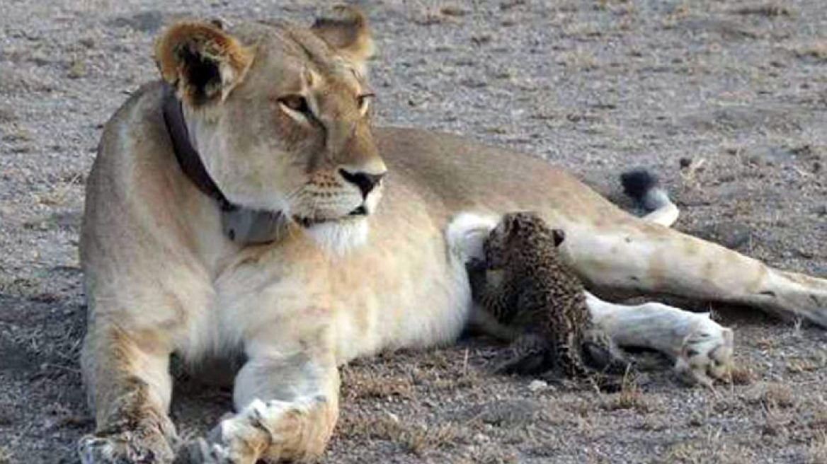 Εκπληκτικές φωτογραφίες: Λέαινα θηλάζει νεογέννητες λεοπαρδάλεις