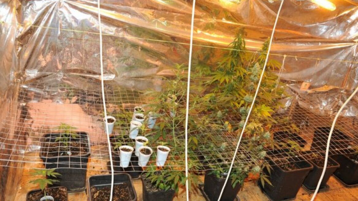 Θερμοκήπιο με... κοκαΐνη, ηρωίνη, χάπια και χασίς στην Ιεράπετρα!