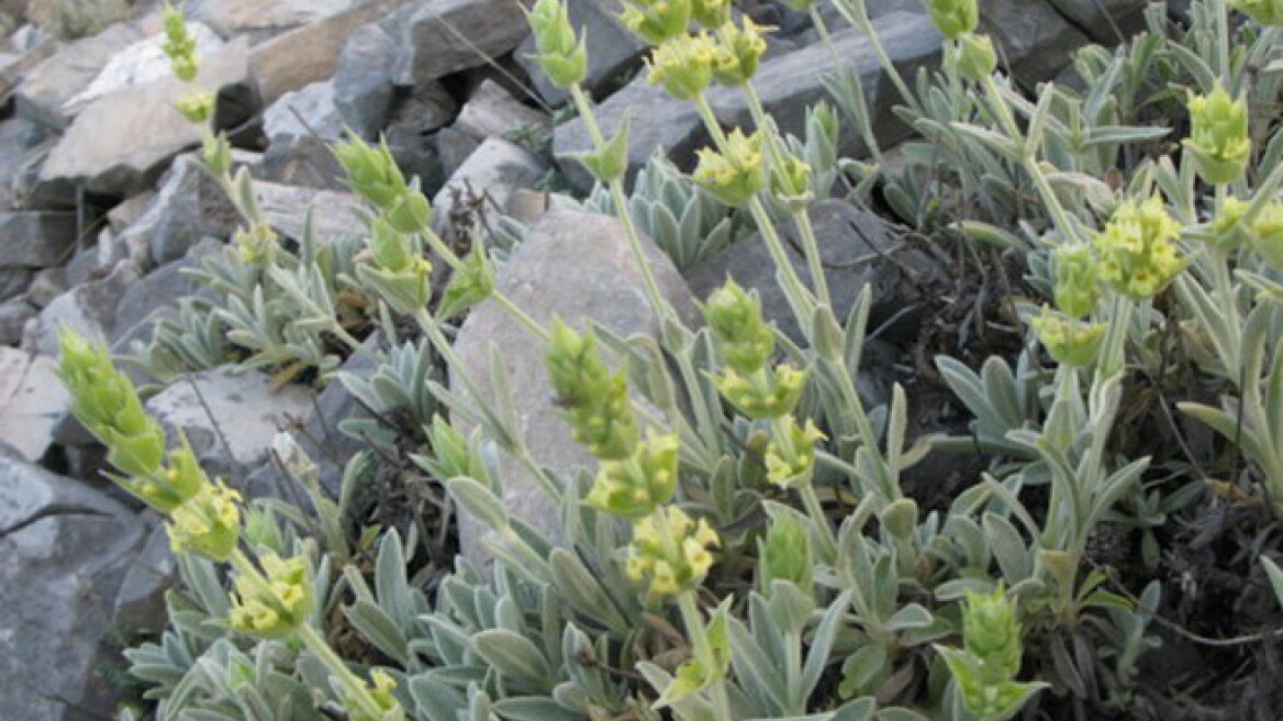 Μαζεύουν και οι Έλληνες παράνομα τσάι του βουνού