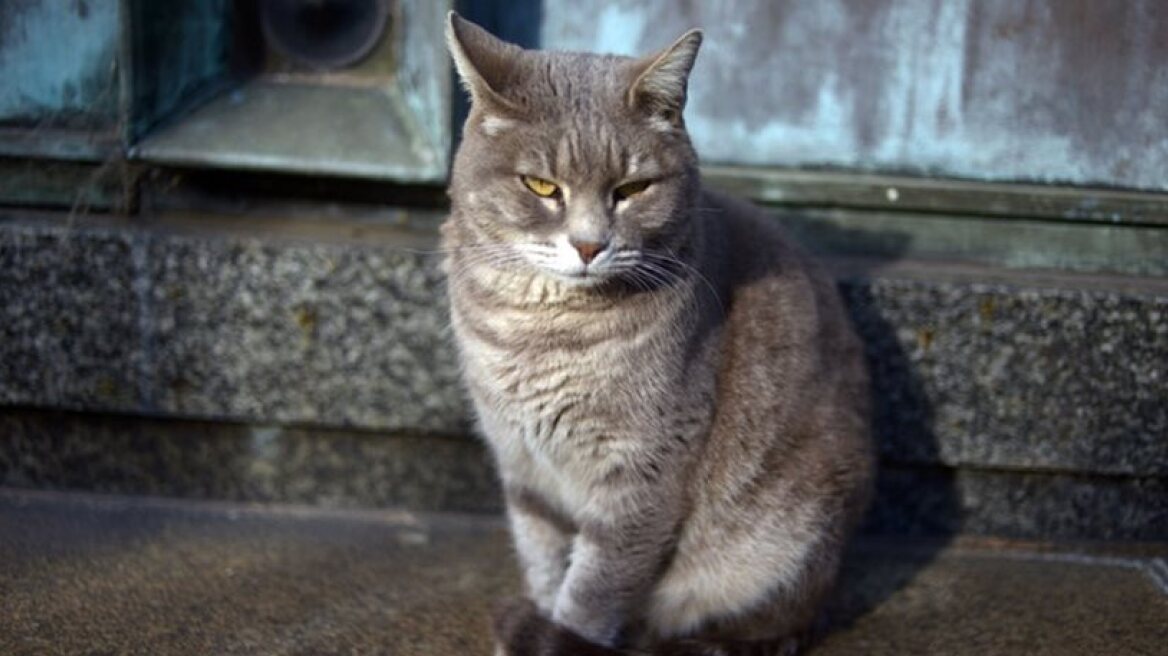 Man sentenced to 16 years in prison for killing 21 cats