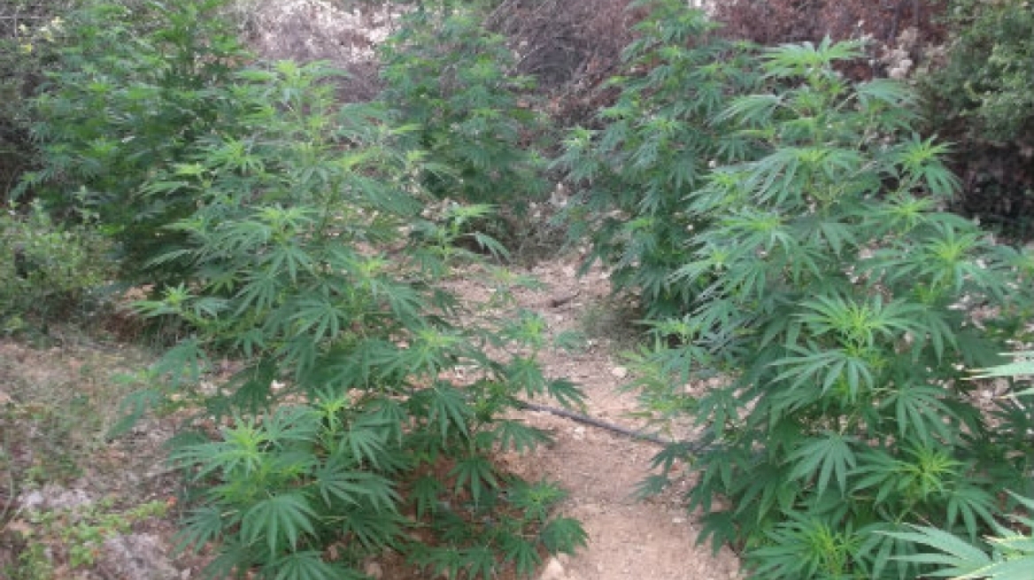 Βρέθηκε φυτεία με 38 δενδρύλλια κάνναβης στο Μυλοπόταμο