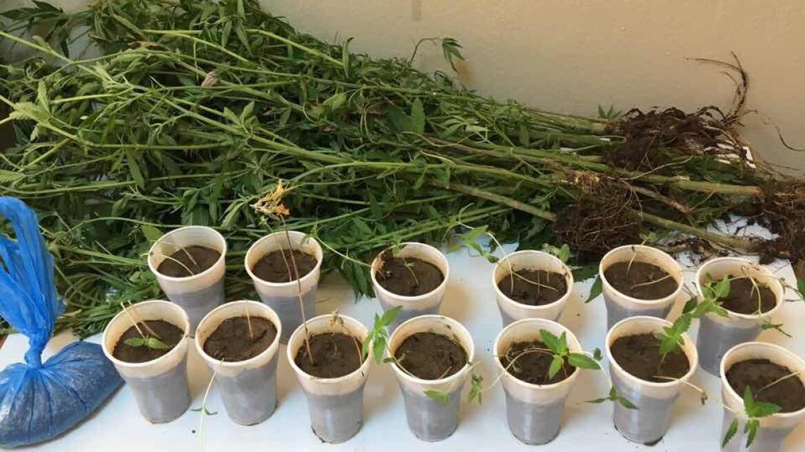 Από την Πέλλα στη Θεσσαλονίκη για χασισοφυτεία