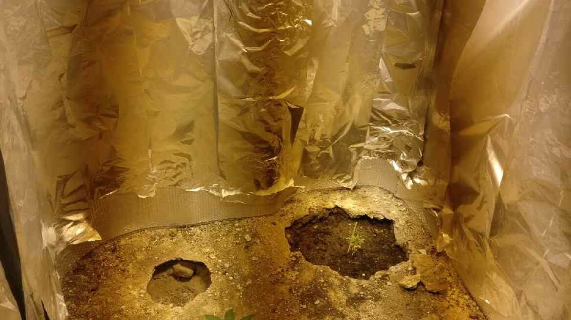 Χασισόδεντρα και όπλα σε Κοζάνη και Λάρισα