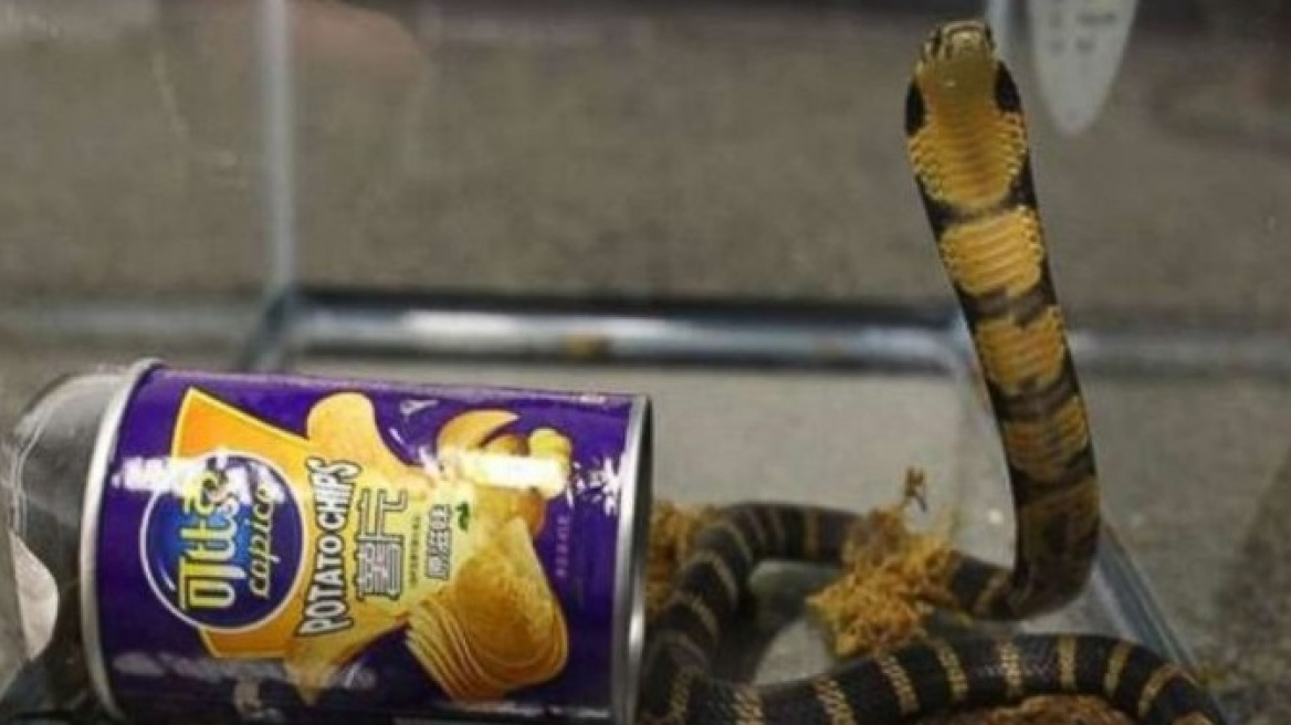King Cobras found in potato chips