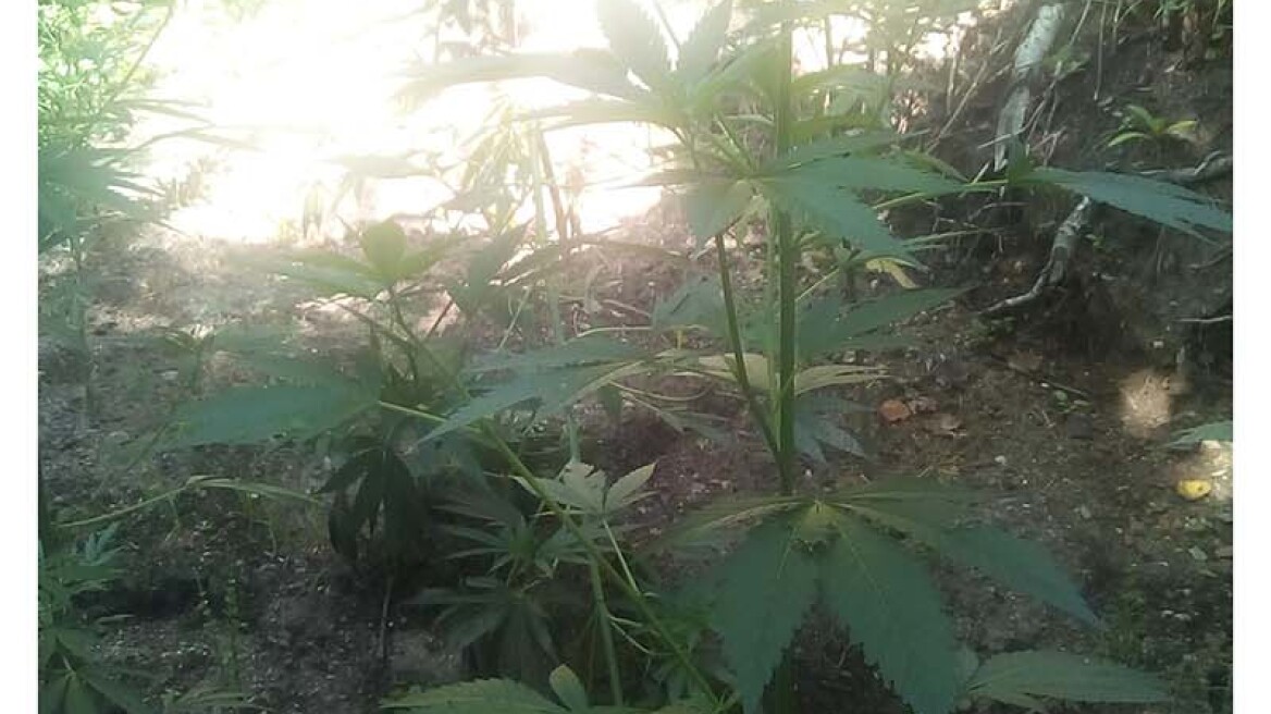 Ημαθία: Στο δάσος καλλιεργούσε μικρή χασισοφυτεία