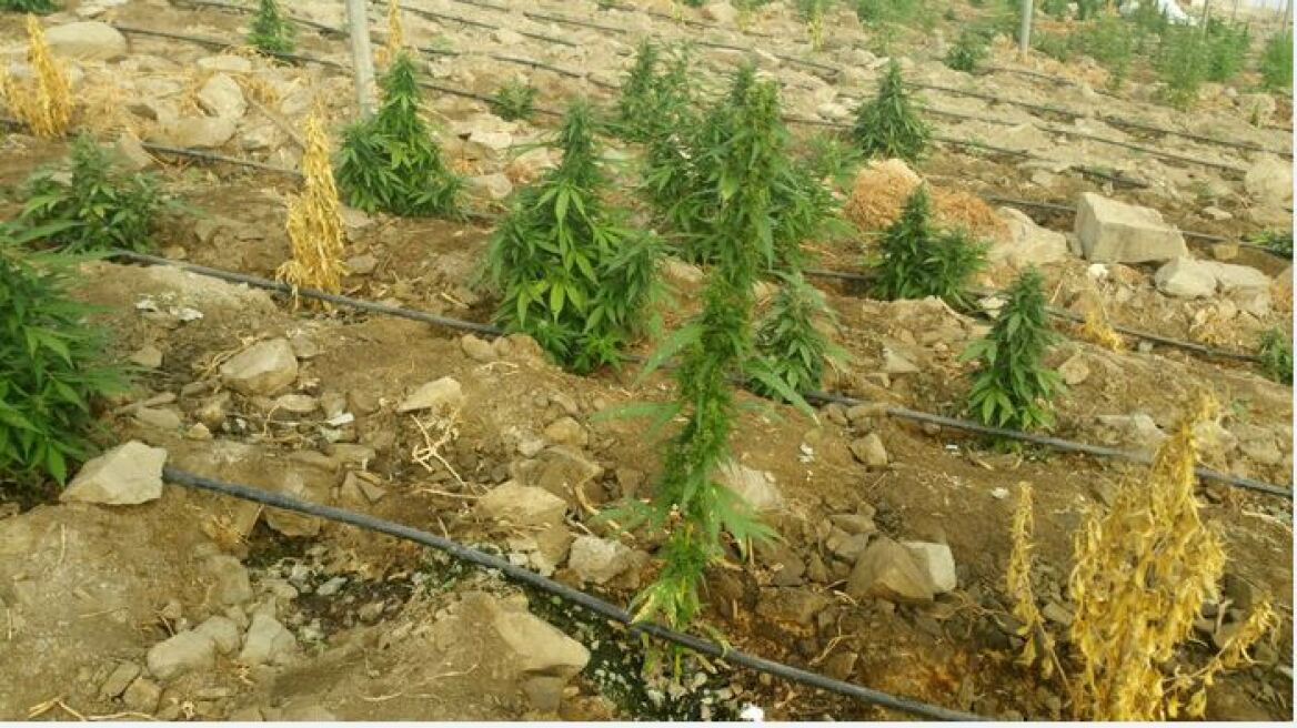 Ένα δάσος γεμάτο... χασίς στα Γρεβενά 