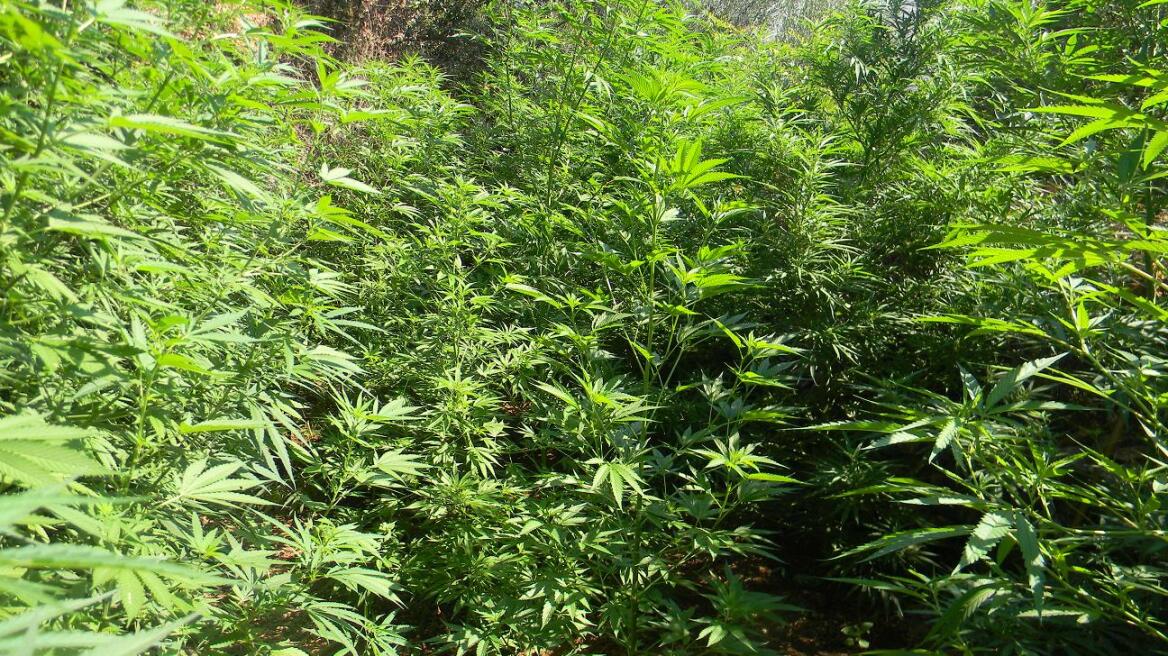 Συνελήφθη 73χρονος για 19 χασισόδεντρα στα Χανιά