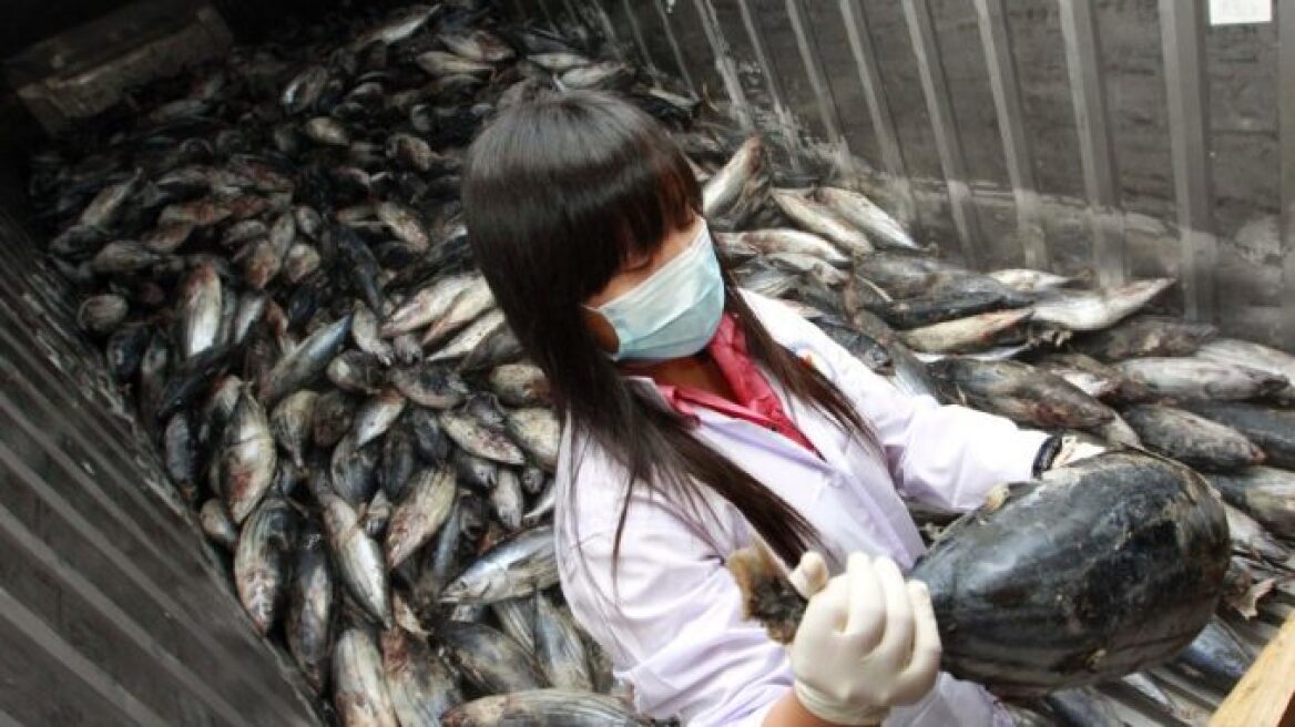 Fukushima Officials: Humans should never eat fish again
