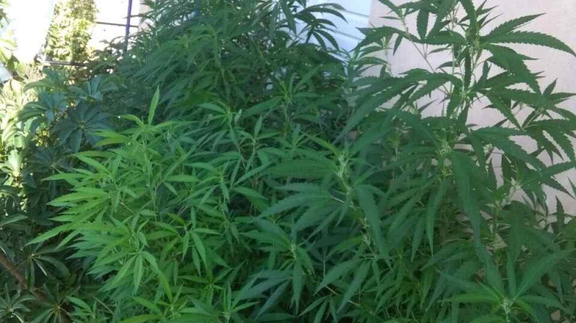 Ζαχάρω: Στο μπαλκόνι είχε φυτεία και στην αυλή το... συμπλήρωμα!