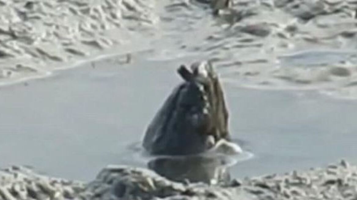 Βίντεο: Μυστηριώδες πλάσμα ξεπροβάλλει από βάλτο και προκαλεί... χαμό στο διαδίκτυο