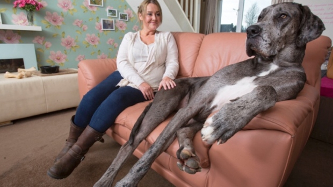 Ο μεγαλύτερος σκύλος στον κόσμο έχει ύψος 2,13 μέτρα